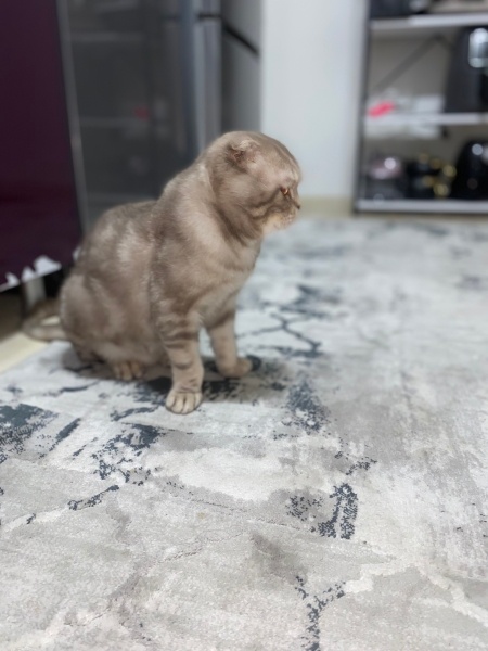 Scottish Fold, Kedi  Mis fotoğrafı