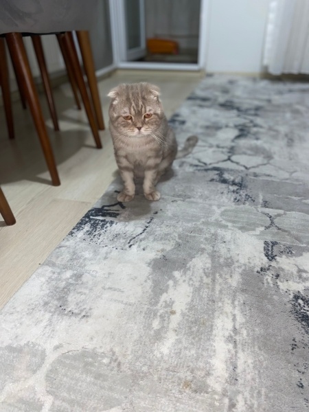Scottish Fold, Kedi  Mis fotoğrafı