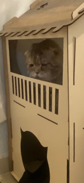 Scottish Fold, Kedi  Mis fotoğrafı