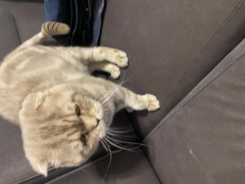 Scottish Fold, Kedi  Mis fotoğrafı