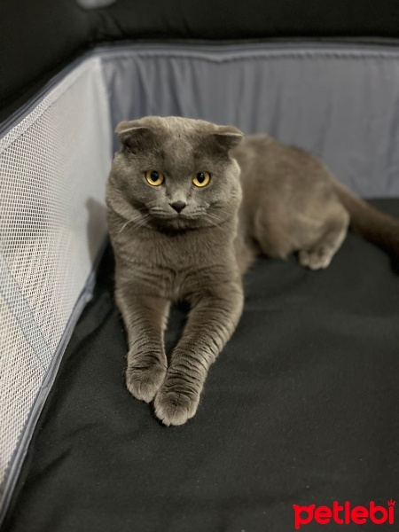 Scottish Fold, Kedi  Duman fotoğrafı