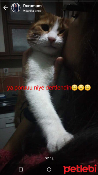 Tekir Kedi, Kedi  Poruş fotoğrafı