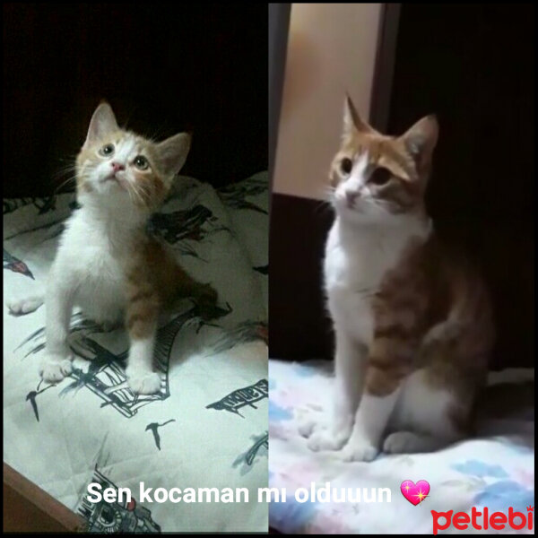 Tekir Kedi, Kedi  Poruş fotoğrafı