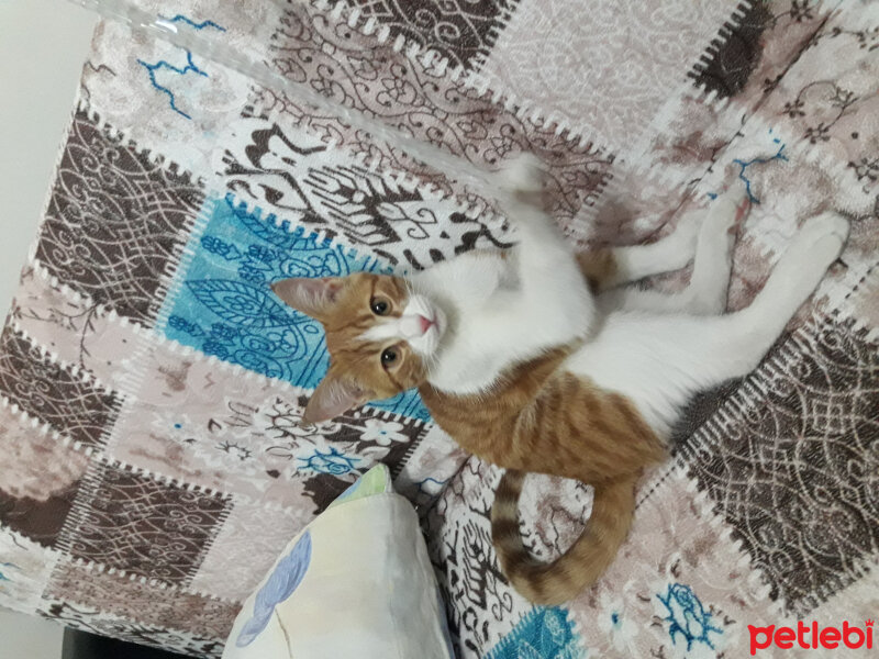 Tekir Kedi, Kedi  Poruş fotoğrafı