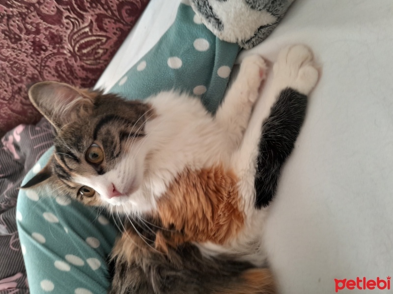 Norwegian Forest, Kedi  Maya fotoğrafı