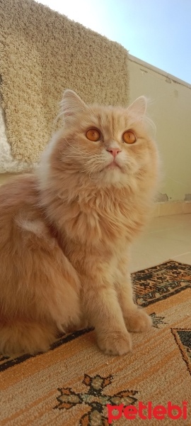 British Longhair, Kedi  Ares fotoğrafı