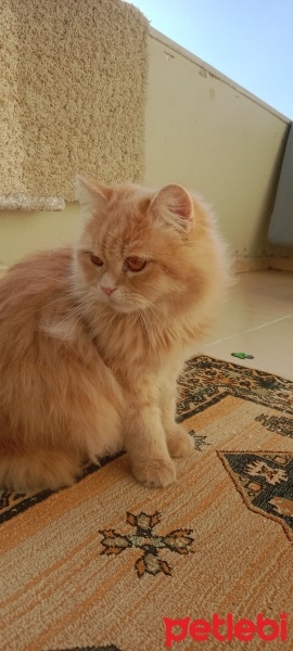 British Longhair, Kedi  Ares fotoğrafı