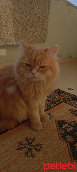 British Longhair, Kedi  Ares fotoğrafı