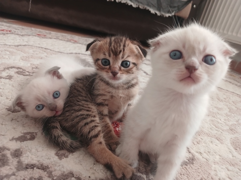 Tekir Kedi, Kedi  Eylül fotoğrafı
