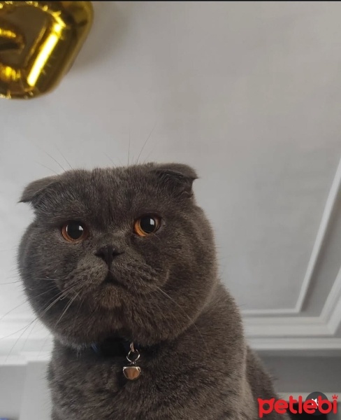 Scottish Fold, Kedi  Kettle fotoğrafı