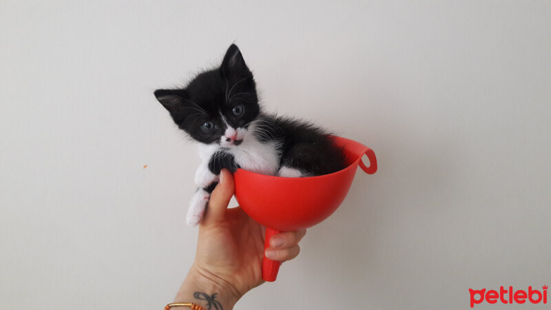 Tuxedo (Smokin) Kedi, Kedi  Fiko fotoğrafı