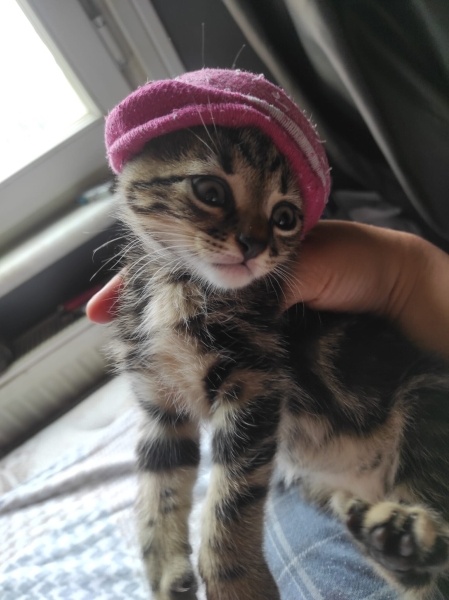 Tekir Kedi, Kedi  Pofuduk fotoğrafı