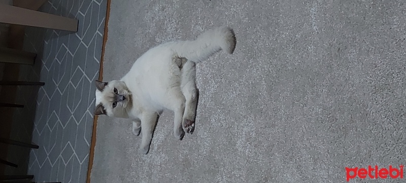 British Shorthair, Kedi  gandalf fotoğrafı