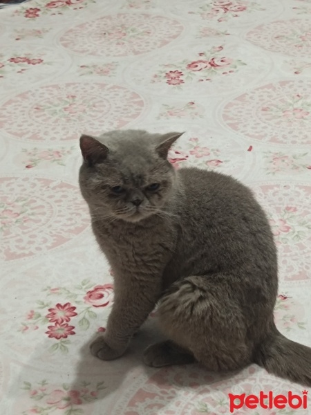 British Shorthair, Kedi  Duman fotoğrafı