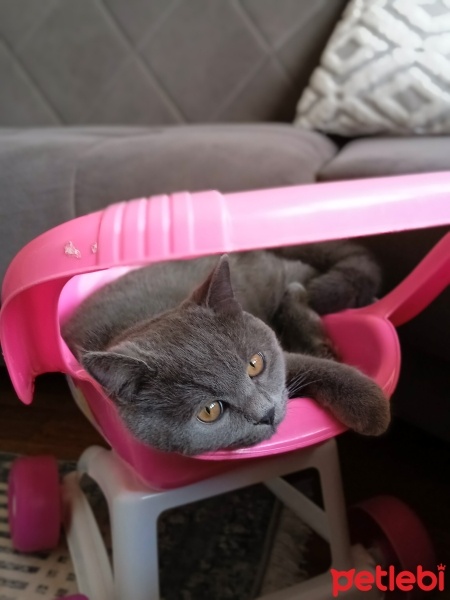 British Shorthair, Kedi  Bücür fotoğrafı