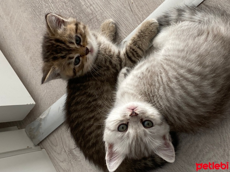 British Shorthair, Kedi  British fotoğrafı