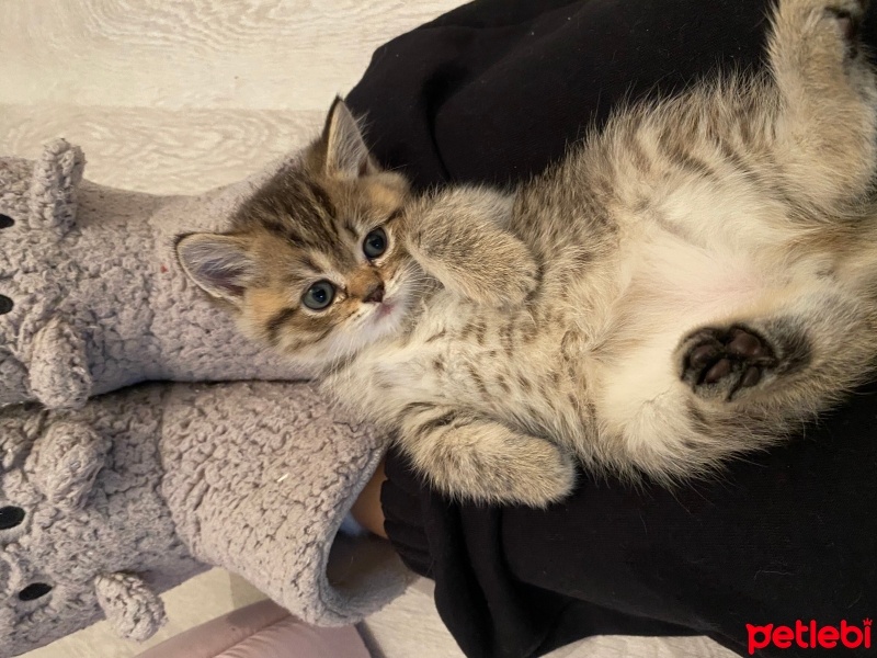 British Shorthair, Kedi  British fotoğrafı