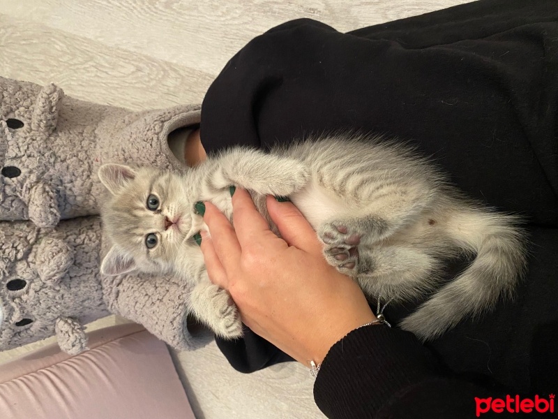 British Shorthair, Kedi  British fotoğrafı