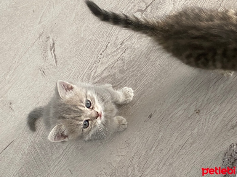 British Shorthair, Kedi  British fotoğrafı