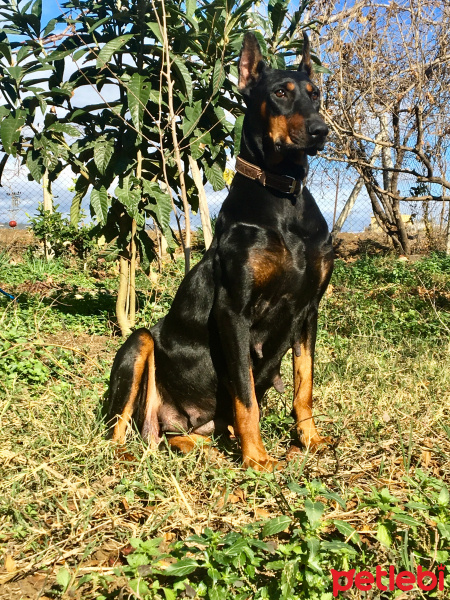 Doberman Pinscher, Köpek  Şila fotoğrafı