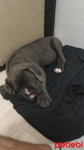 Cane Corso Italiano, Köpek  Lina fotoğrafı