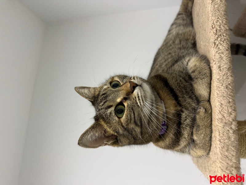 Tekir Kedi, Kedi  Prenses fotoğrafı