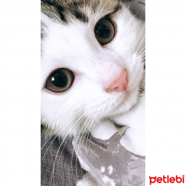 Tekir Kedi, Kedi  Pıtır fotoğrafı