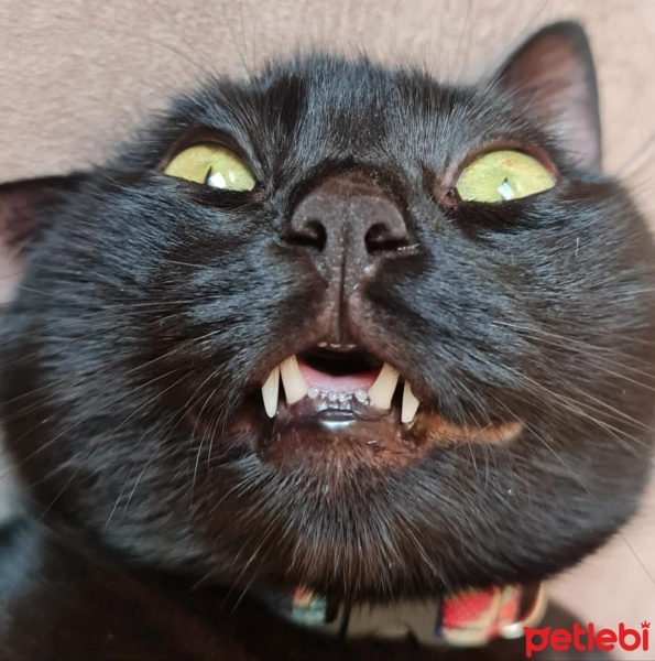 Bombay, Kedi  Luna fotoğrafı