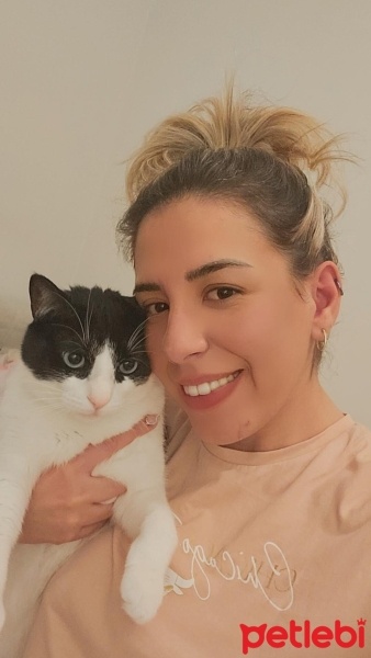 Tekir Kedi, Kedi  PABLO fotoğrafı