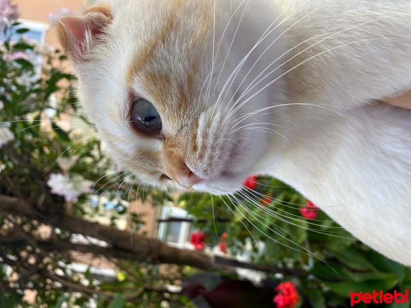 Scottish Fold, Kedi  Kutup fotoğrafı