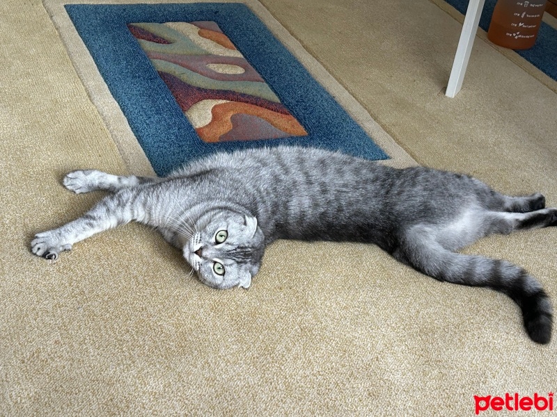 Scottish Fold, Kedi  Gümüş fotoğrafı