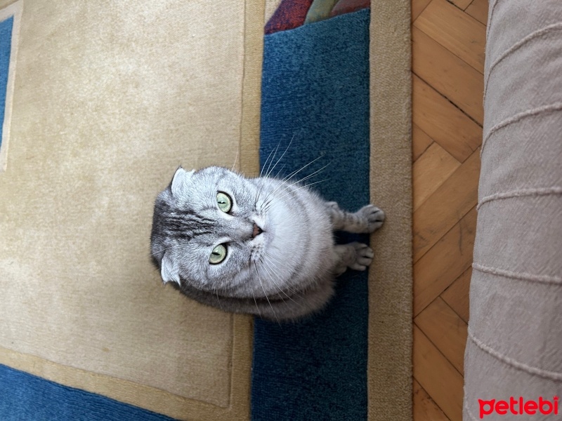 Scottish Fold, Kedi  Gümüş fotoğrafı