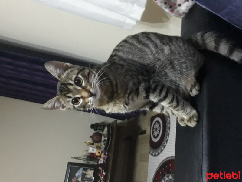 Tekir Kedi, Kedi  Mırmır fotoğrafı