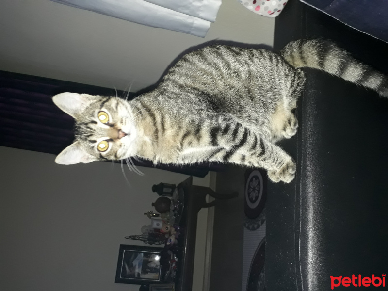 Tekir Kedi, Kedi  Mırmır fotoğrafı