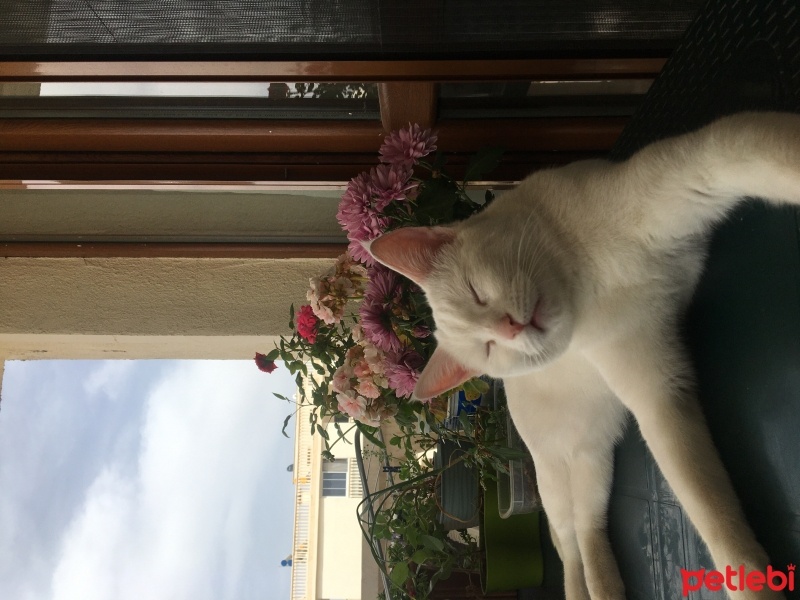 Tekir Kedi, Kedi  Pamuk fotoğrafı