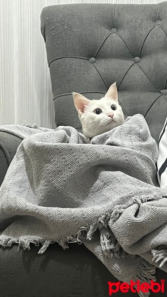 Tekir Kedi, Kedi  Pamuk fotoğrafı