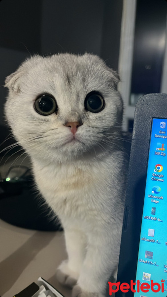 Scottish Fold, Kedi  Paşa fotoğrafı