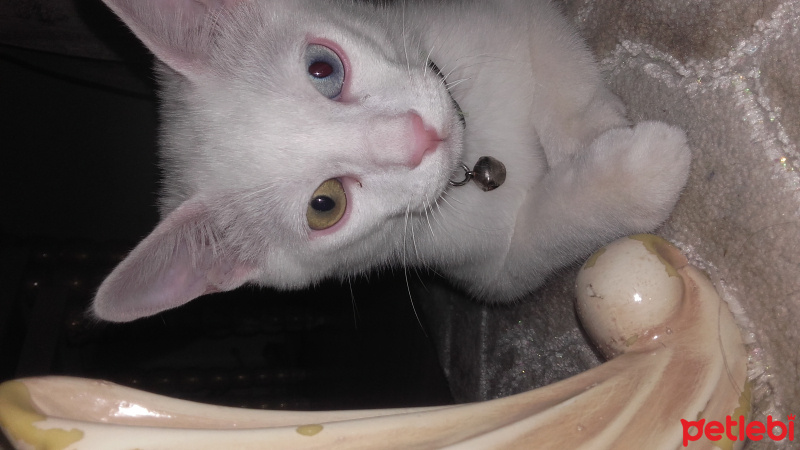 Van Kedisi, Kedi  minoş fotoğrafı