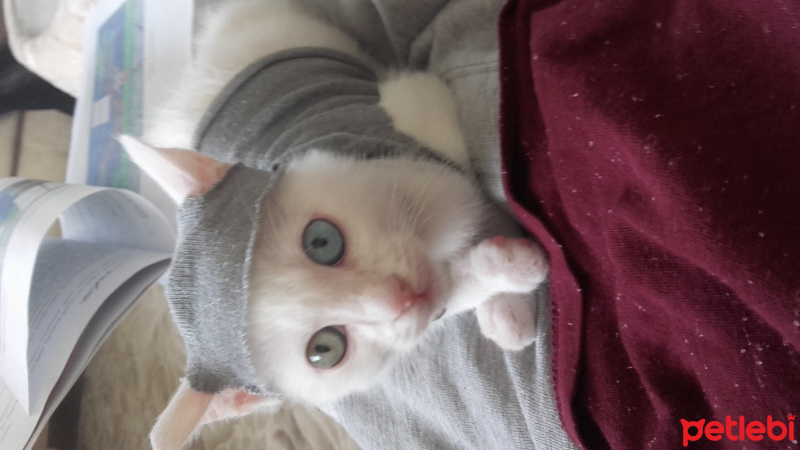 Van Kedisi, Kedi  minoş fotoğrafı