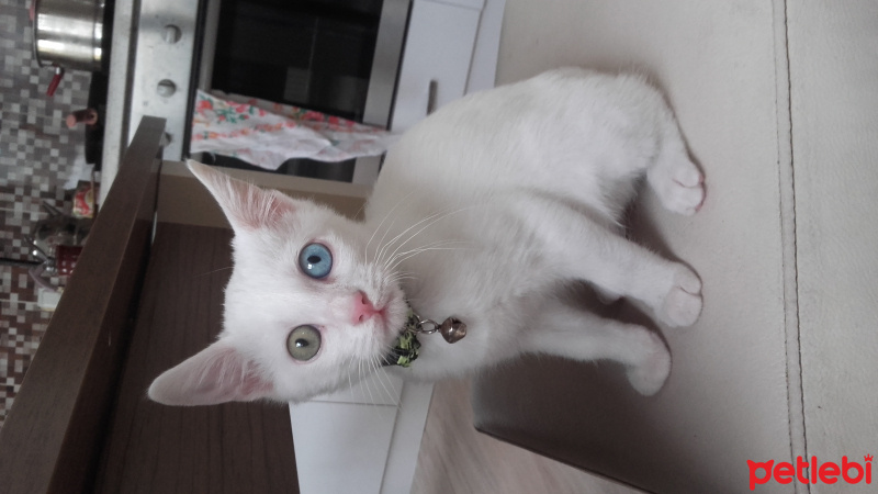 Van Kedisi, Kedi  minoş fotoğrafı