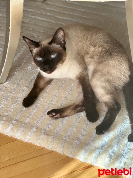 Siyam Kedisi, Kedi  Lumi fotoğrafı