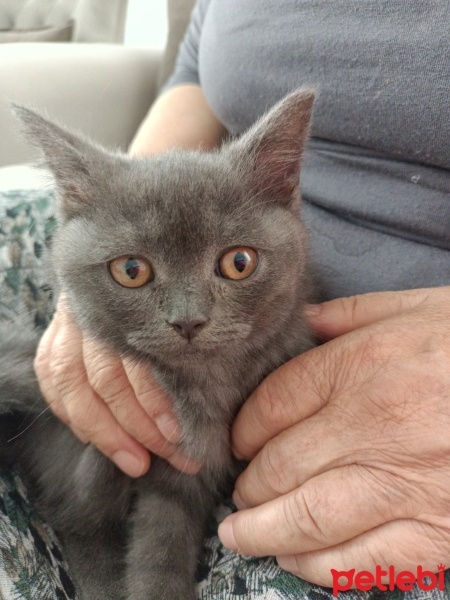 British Shorthair, Kedi  Gece fotoğrafı