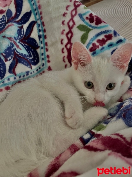 Ankara Kedisi, Kedi  Pişmaniye fotoğrafı