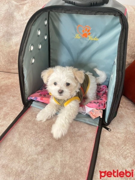 Maltese, Köpek  Luna fotoğrafı