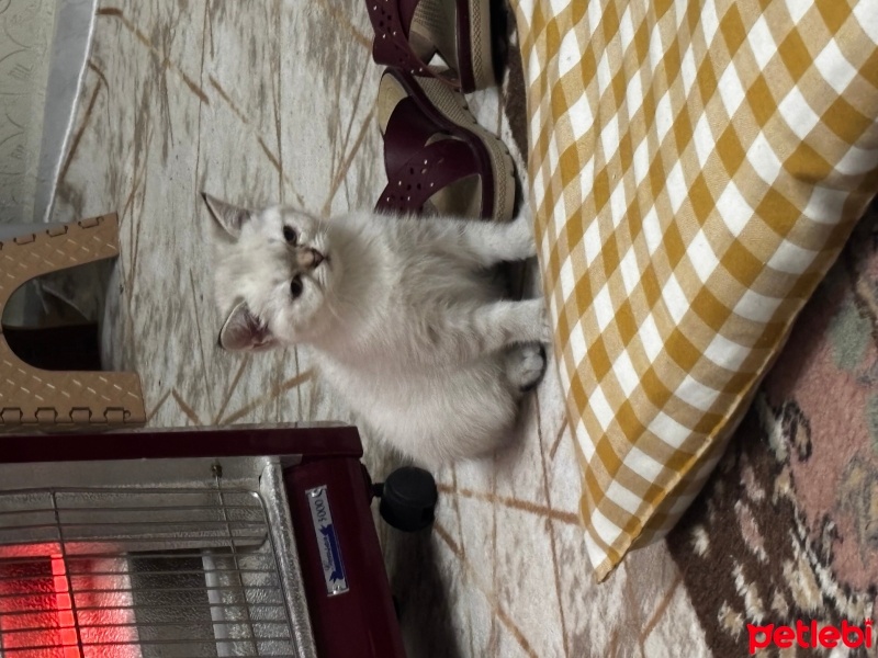 British Shorthair, Kedi  Lokum fotoğrafı