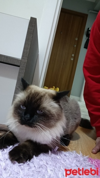 Himalayan, Kedi  Latte fotoğrafı
