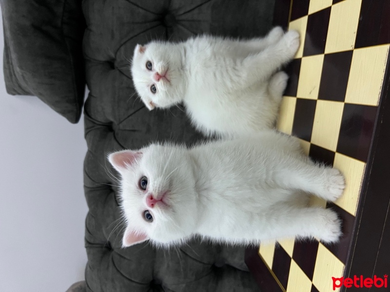 British Shorthair, Kedi  Bebiş fotoğrafı