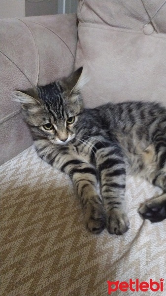 Tekir Kedi, Kedi  Kıpır fotoğrafı