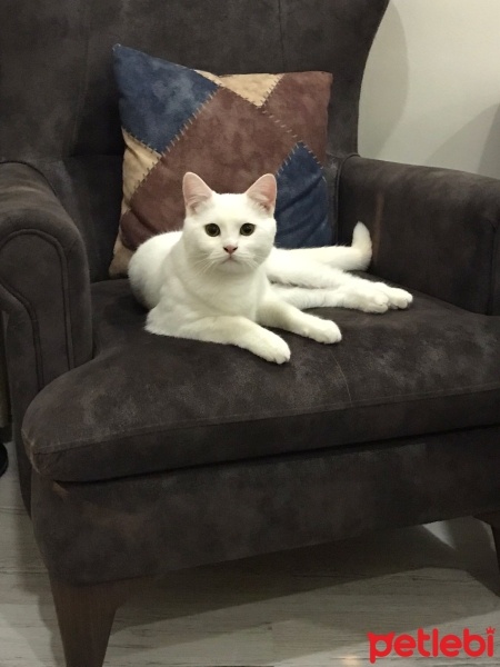 British Shorthair, Kedi  Pamuk fotoğrafı