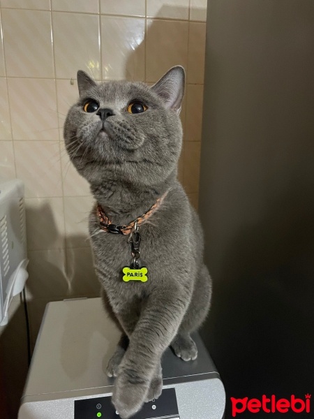 British Shorthair, Kedi  Paris fotoğrafı